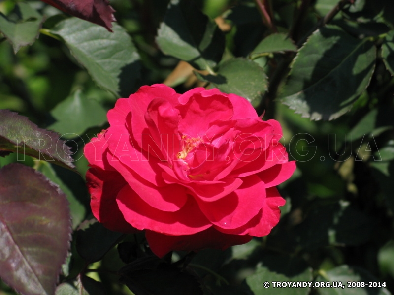 Rosemary Rose-2.jpg
